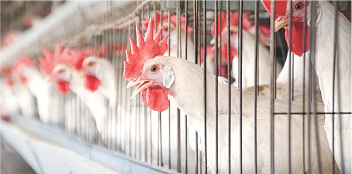 Meat, money, and the middle class