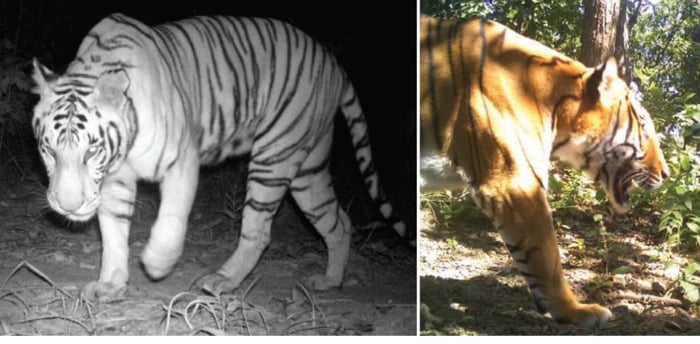 Tigers move up the Himalaya