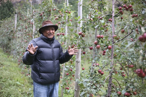 A parliamentarian’s apple grove