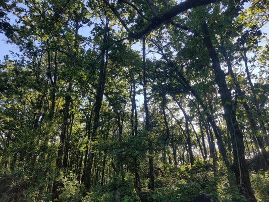 From Nalapani to Kalapani