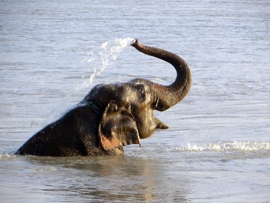 Water for Nepal’s wildlife