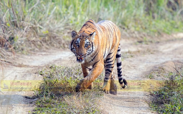 Nepal counting its tigers