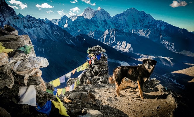 Khumbu dogs go wild after tourism decline