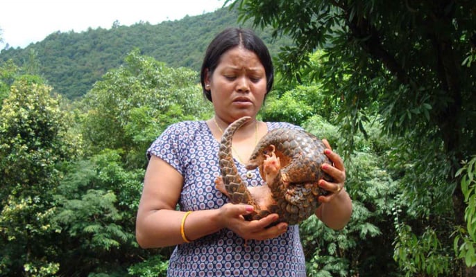 Planet of the pangolins