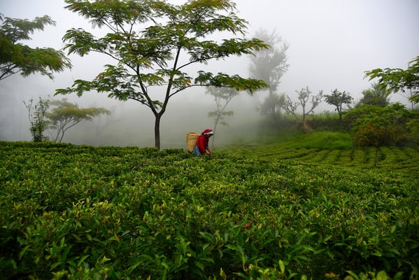 Getting high on High Mountain Tea