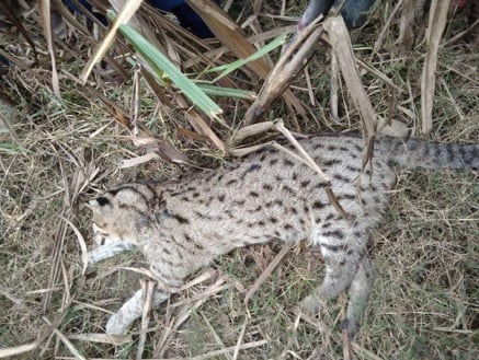 Curiosity did not kill these cats