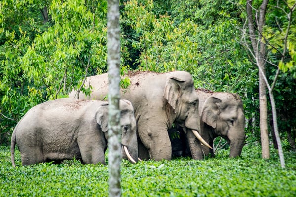 The elephant whisperer of Nepal