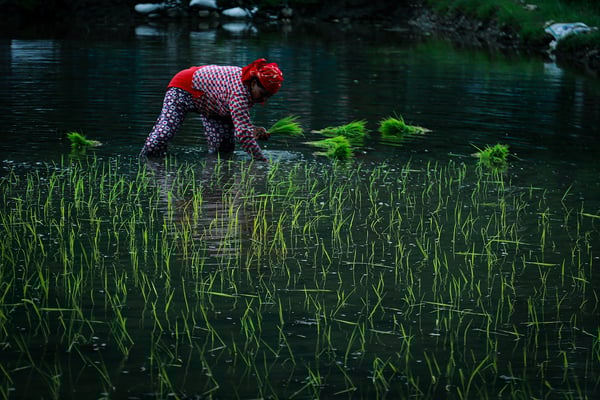 Paddy planting in Pokhara