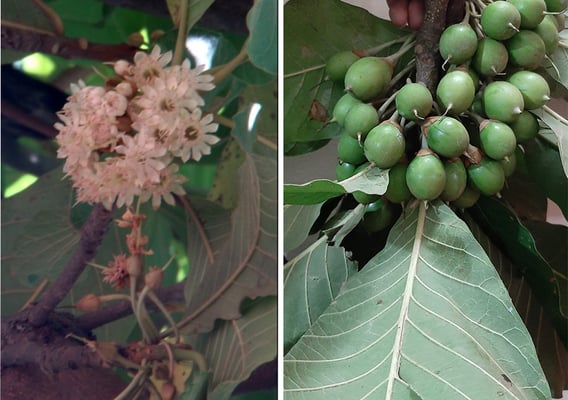 The Chiuri Boys of Makwanpur