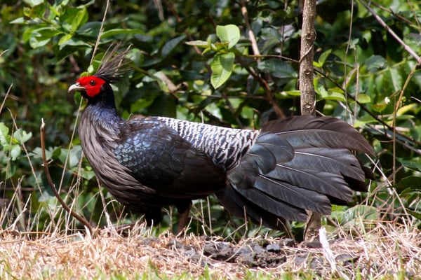A pheasant uprising in Nepal