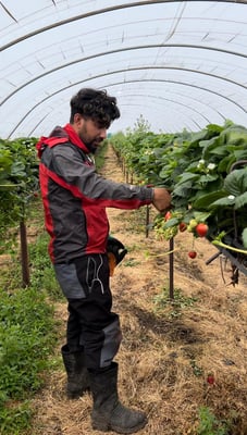 Nepalis picking berries in Scotland