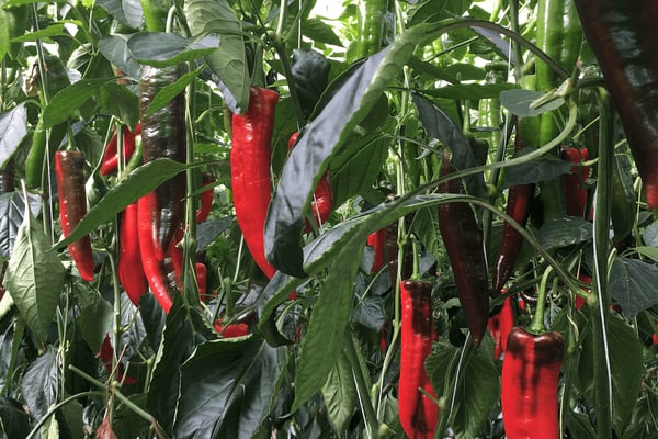 Nepalis in the Garden of England