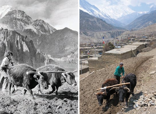 Back to Manang after 43 years