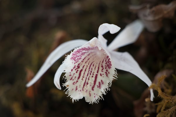 Save Nepal’s orchids