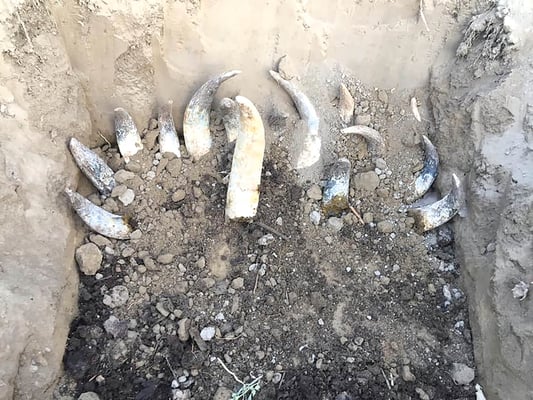 Biodynamic agripreneurs