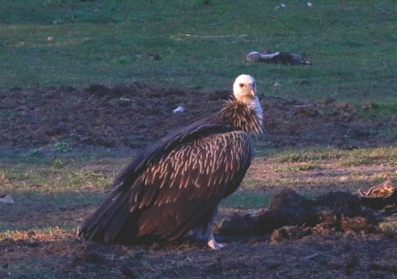 How South Asia's vultures were rescued from the brink of extinction